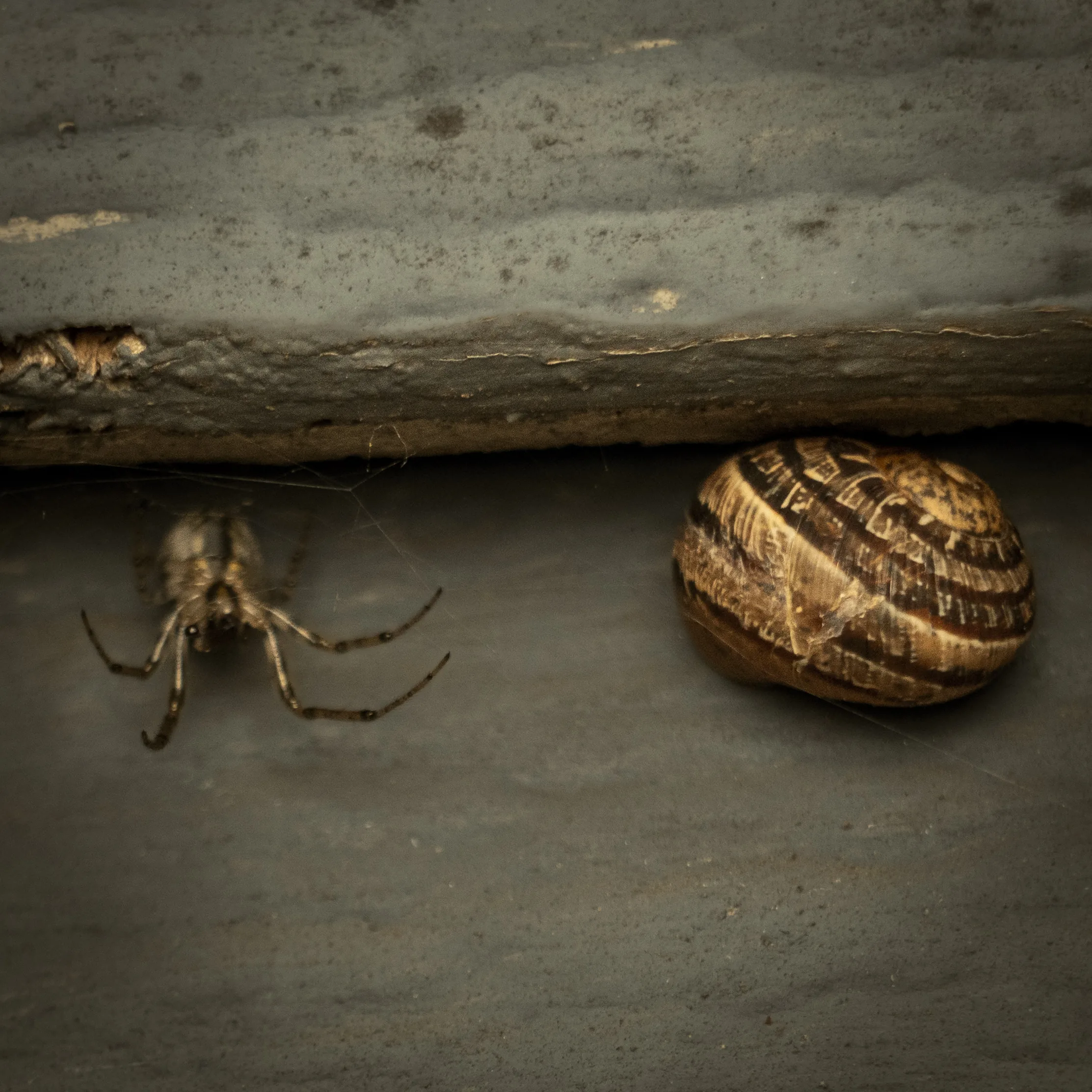 Araña y caracol bajo la cornisa