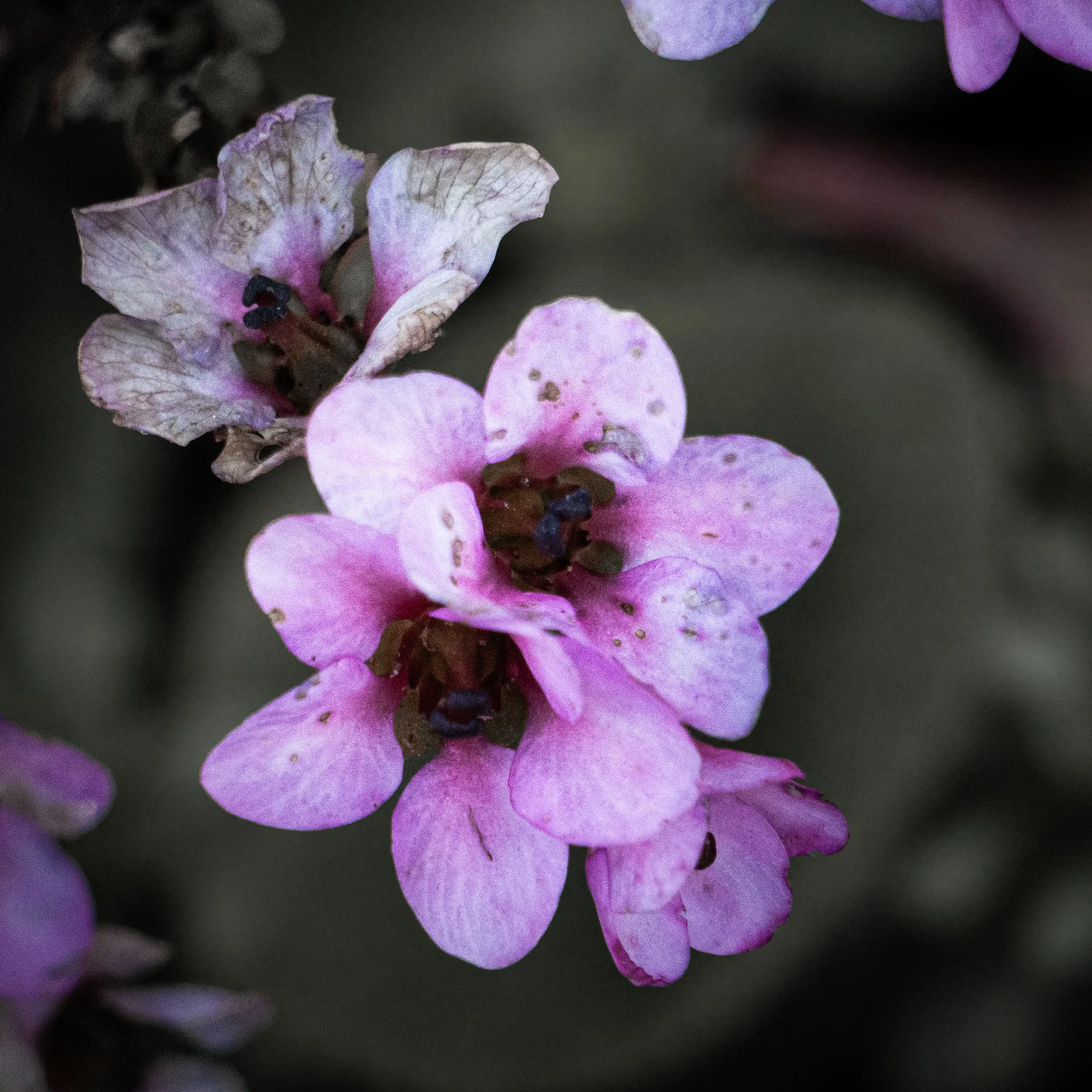 Bergenia rosada en detalle