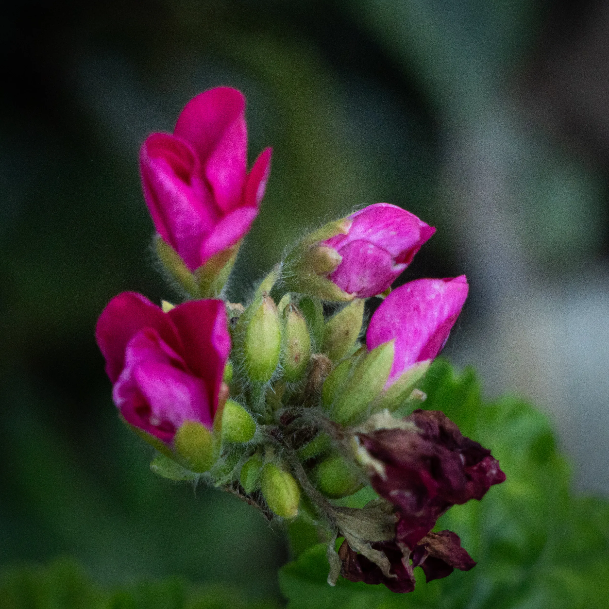 Capullos de geranio fucsia
