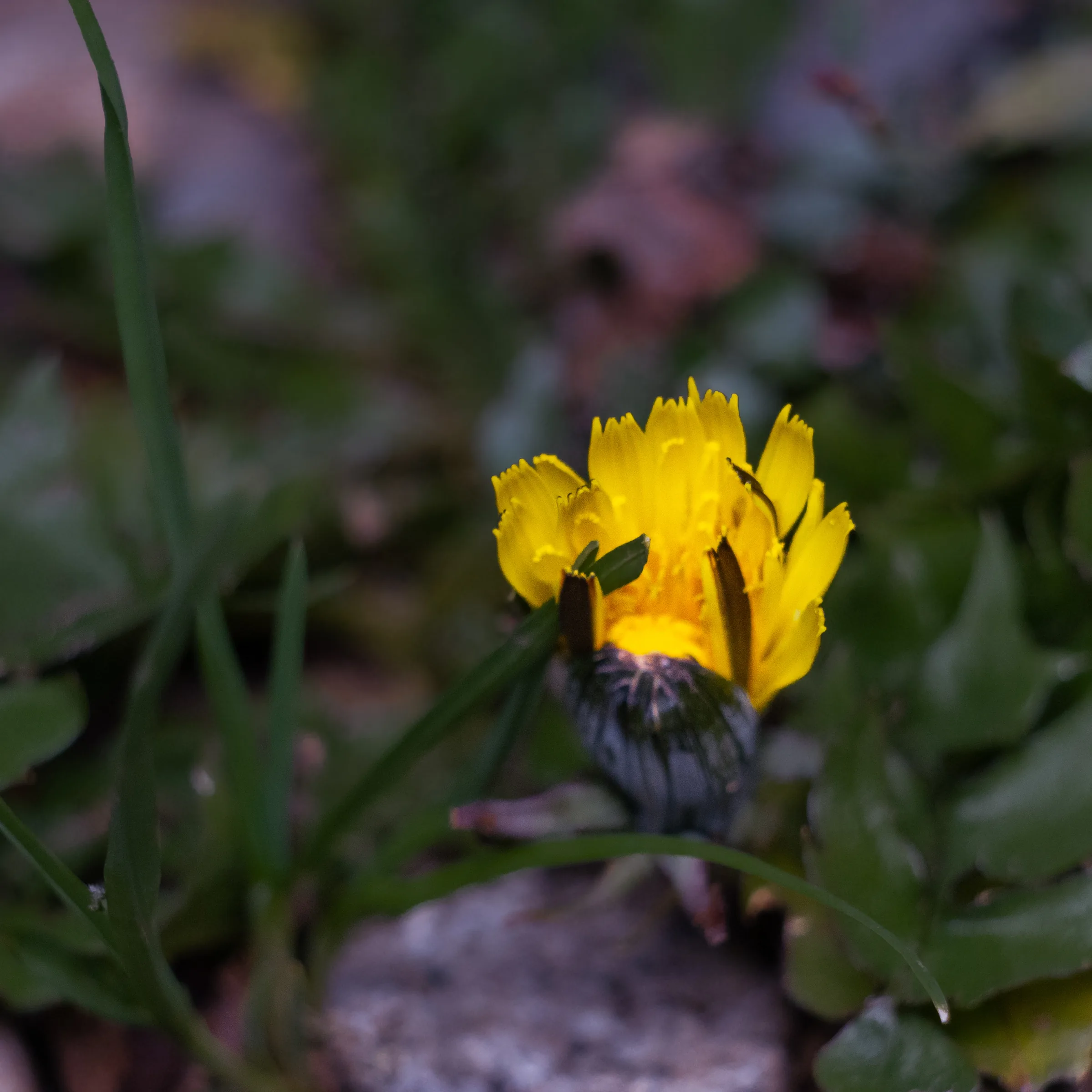 Diente de león amarillo entre el pasto