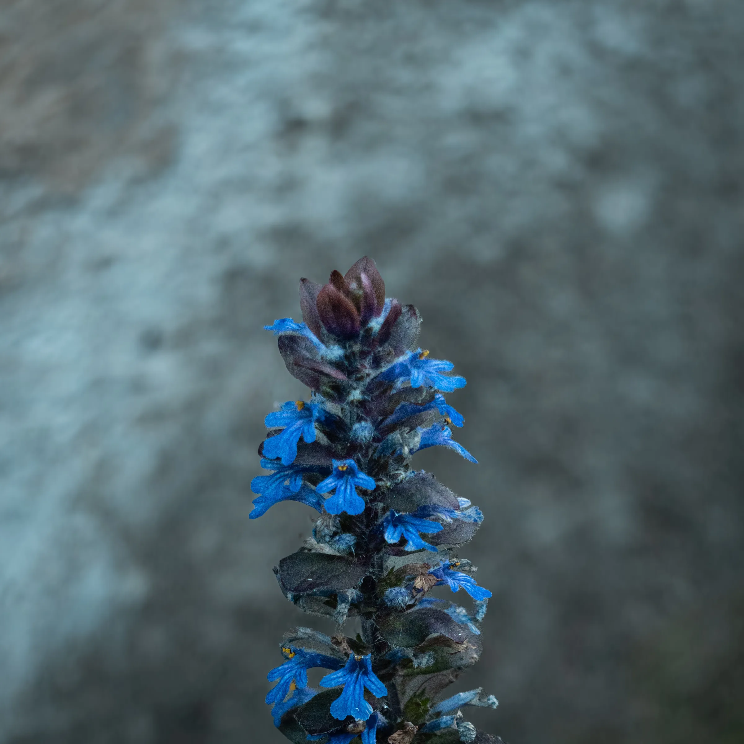 Espiga azul entre la bruma