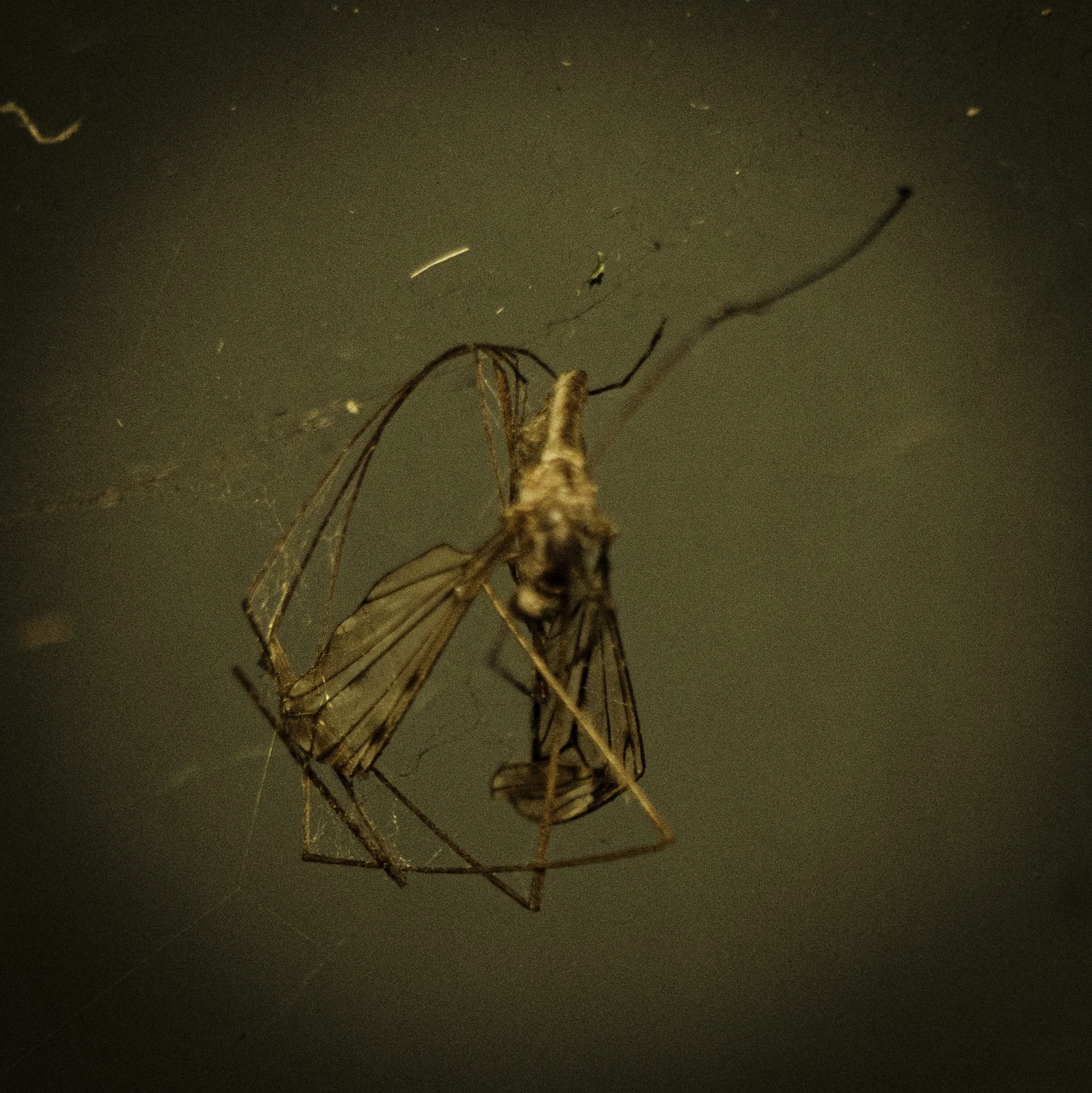 Insecto atrapado en telaraña
