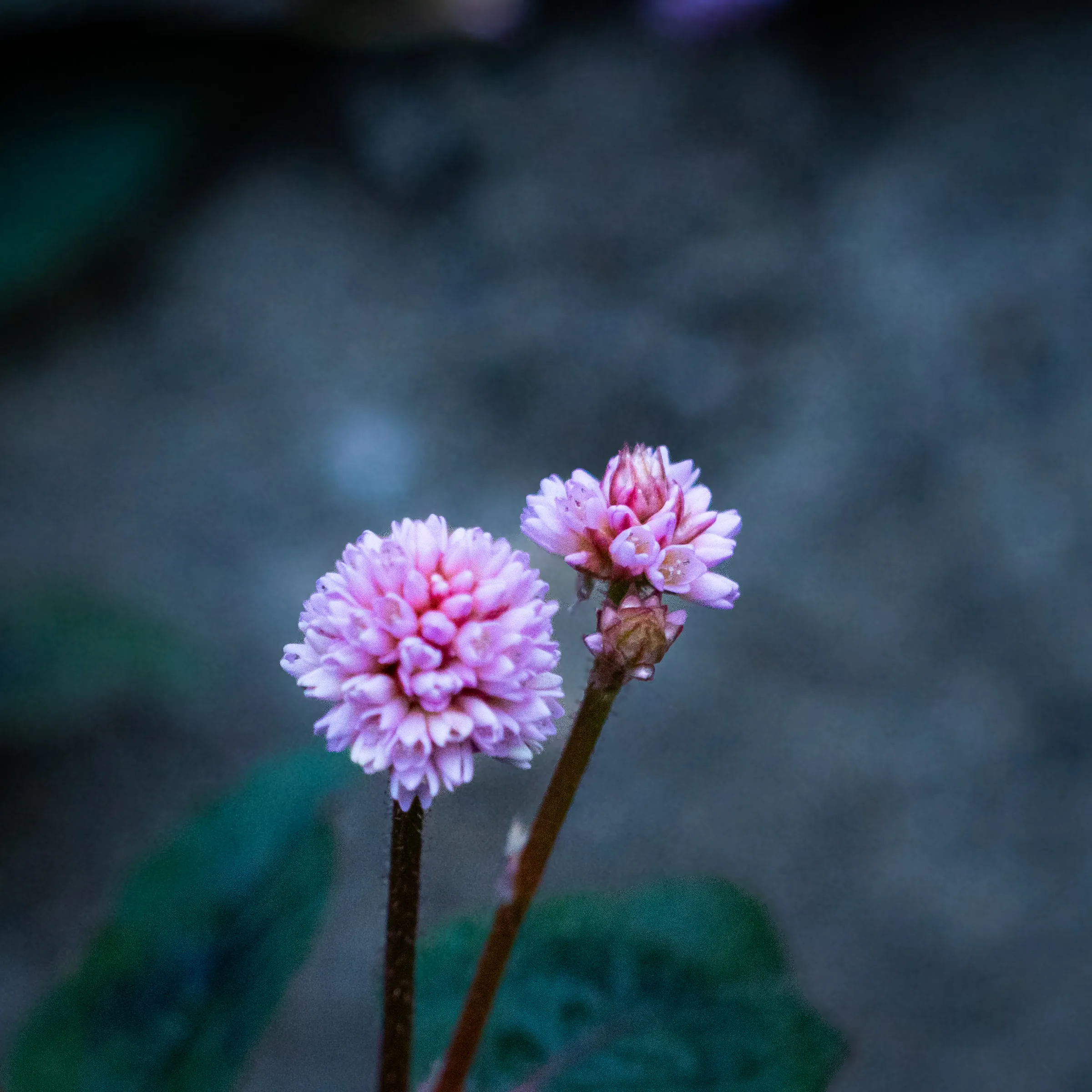 Par de pompones rosados