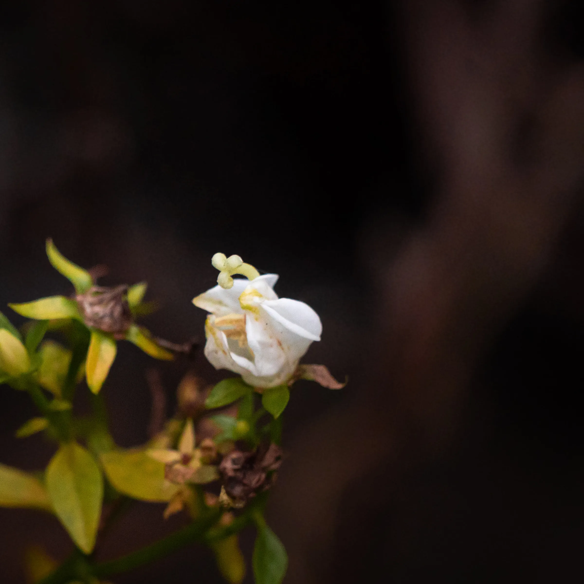 Pequeña flor blanca en la oscuridad