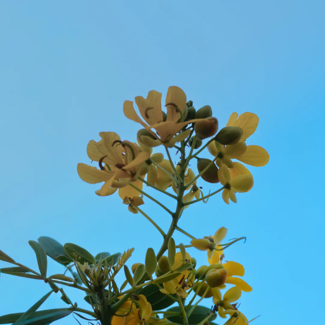 Arbol Amarillo