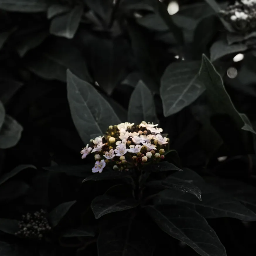 Flor blanca