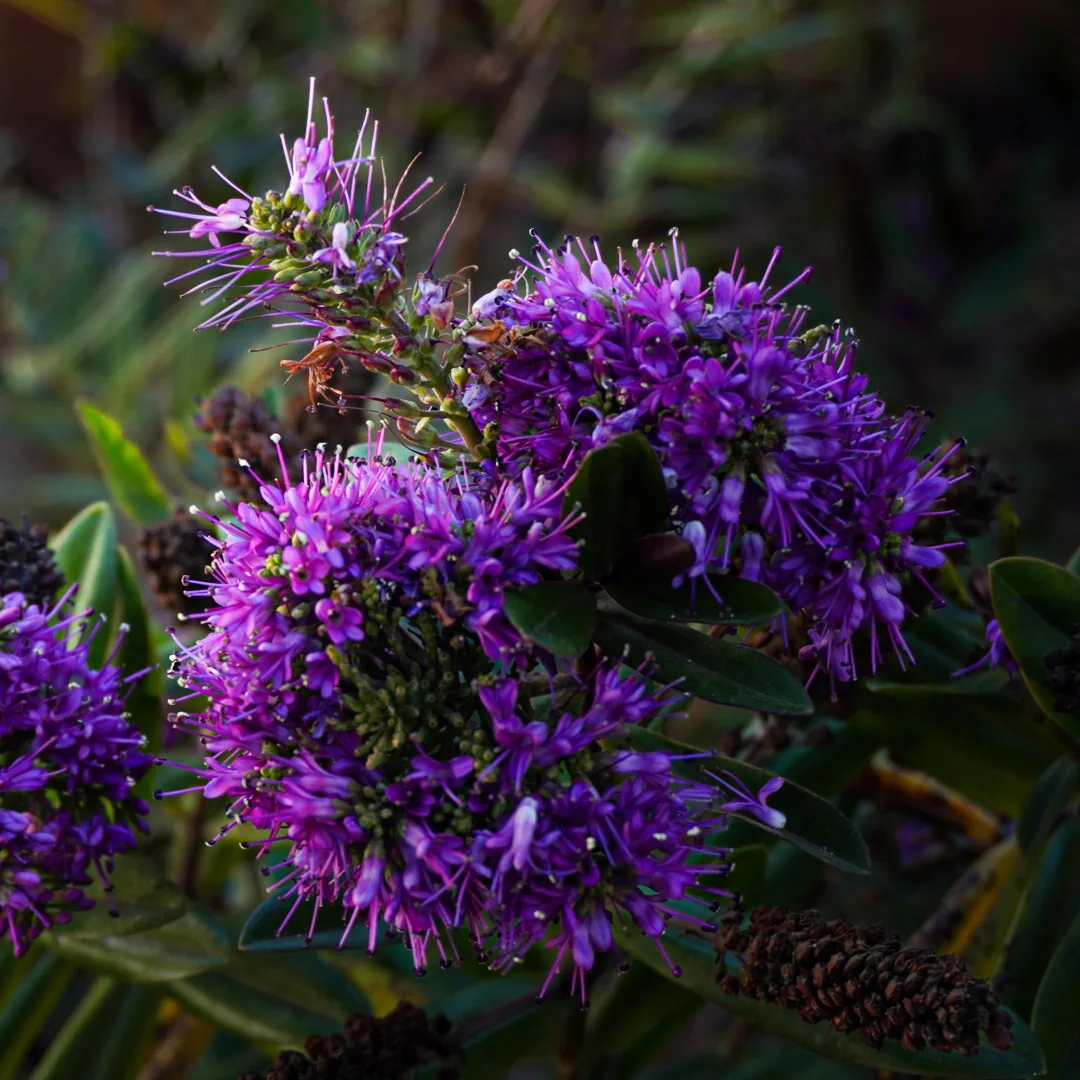Flores moradas