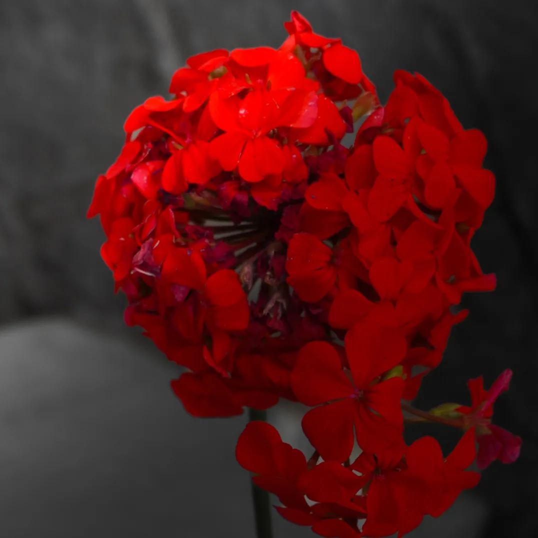 Flores Rojas